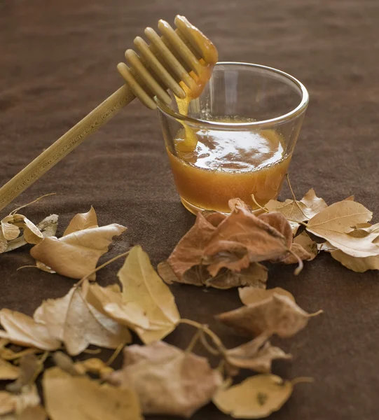 Honey and fall — Stock Photo, Image