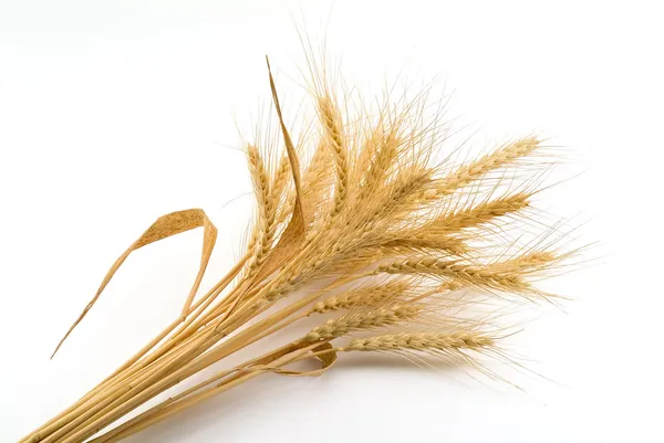 Pacote de trigo — Fotografia de Stock