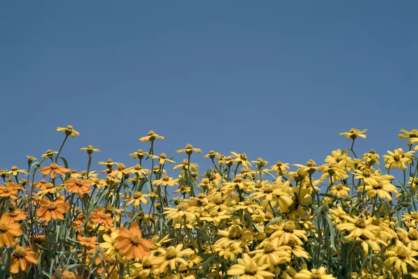 Gelbe und orangefarbene Blumen — Stockfoto