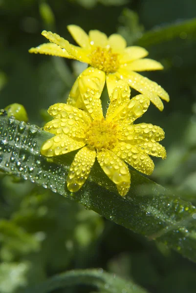 黄色菊花 — 图库照片