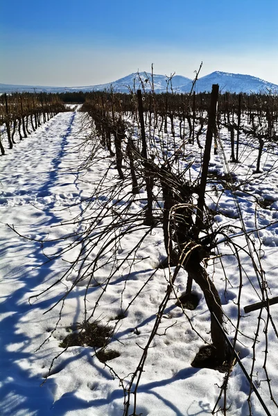 Виноградник на снігу — стокове фото