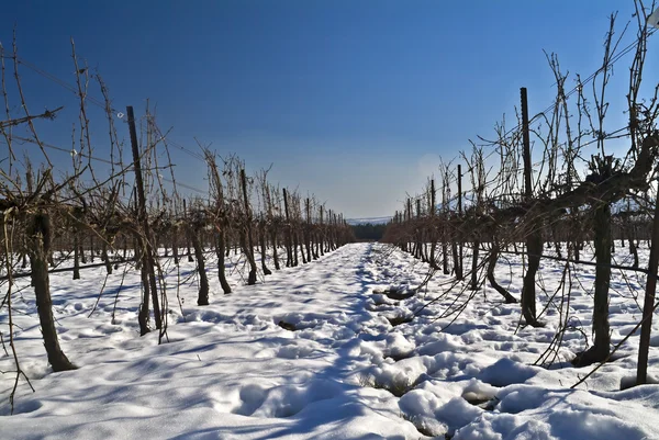 Vineyard at snow — Stock Photo, Image