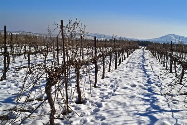 Виноградник на снегу — стоковое фото