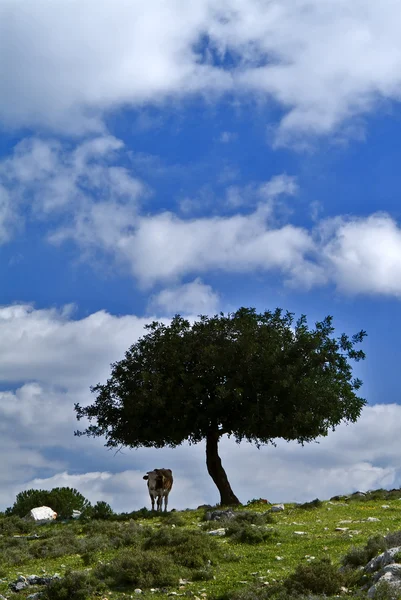 Mucca solitaria sotto albero solitario — Foto Stock