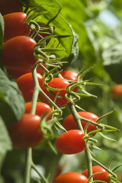 Mini Plum Tomatoes — Stock Photo, Image