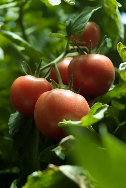 온실 토마토 — 스톡 사진