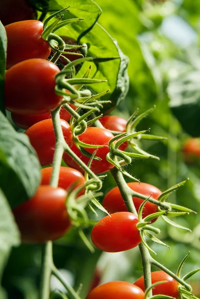 Мини-сливовые помидоры — стоковое фото