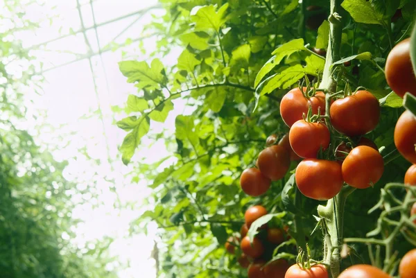 Парниковий помідори — стокове фото
