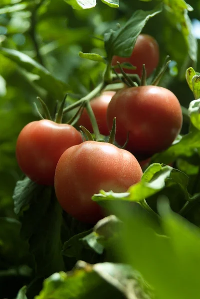 Тепличные помидоры — стоковое фото