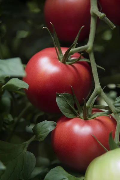 Greenhouse tomatoes — Stock Photo, Image