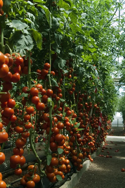 Greenhouse tomatoes — Stock Photo, Image