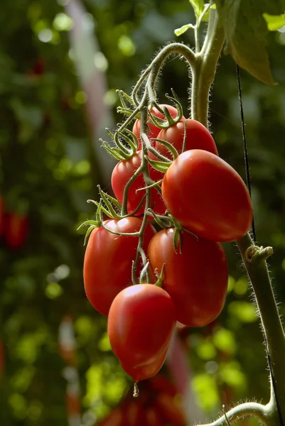Švestková rajčata na rostliny ve skleníku — Stock fotografie