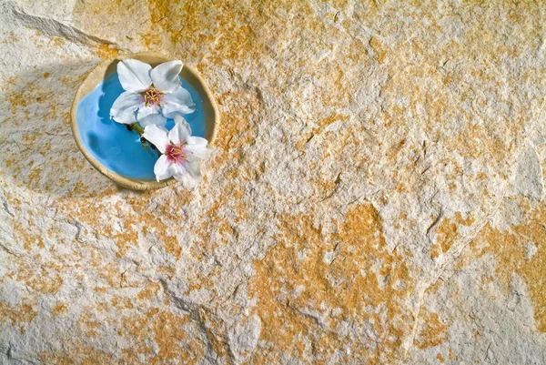 돌 배경에서 아몬드 꽃 — 스톡 사진