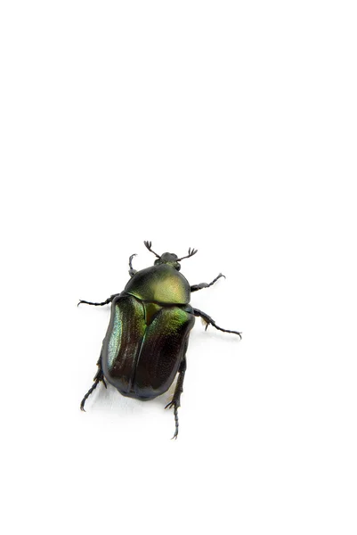 圣甲虫甲虫上白色隔离 — 图库照片