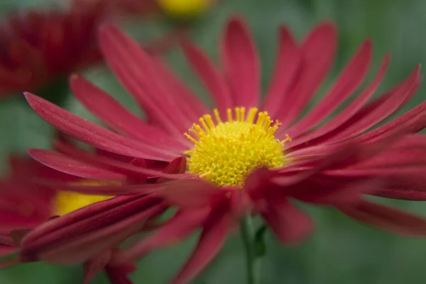 stock image Red Chrysanthemum