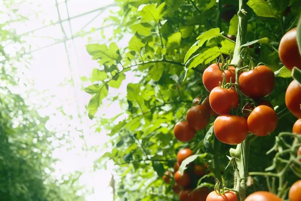 Pomidory w szklarni Zdjęcia Stockowe bez tantiem
