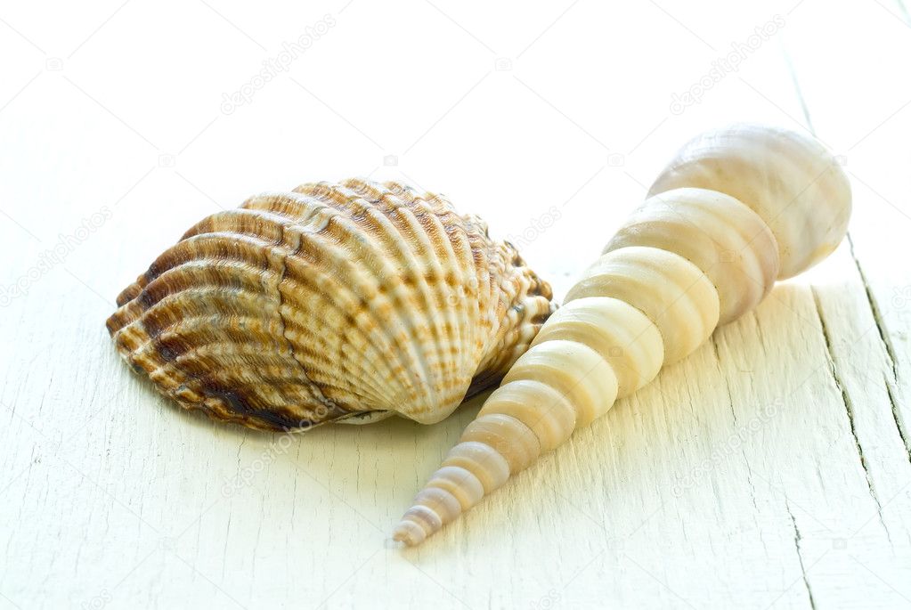 Two seashells