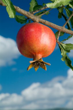 Pomegranate on branch clipart