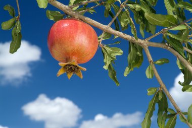 Pomegranate on branch clipart