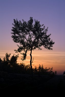 Olive Tree Silhouette Against Sunset clipart