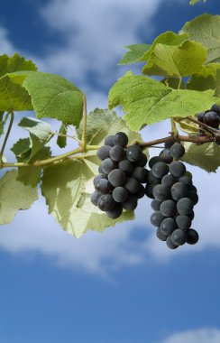 Black grapes on vine clipart