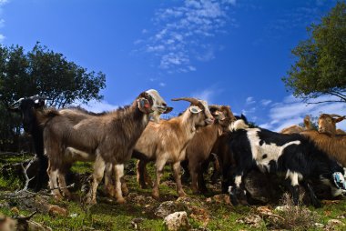 Goats in the pasture clipart