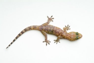 Gecko clipart