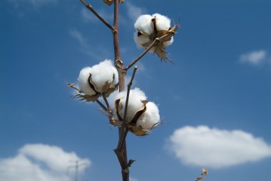 Cotton branch