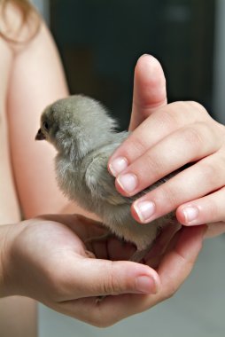 Chick in child hand clipart