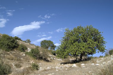 harnup ağacı