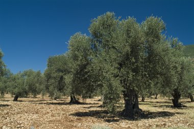 Ancient olive tree clipart