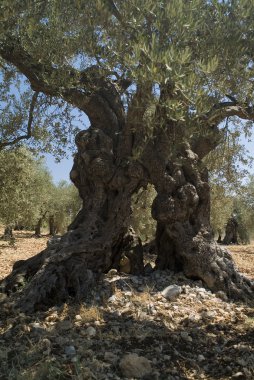 eski zeytin ağacı