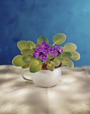 African Violet clipart