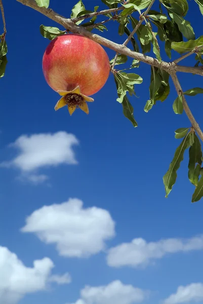 Pomegranate on branch — Stock Photo, Image