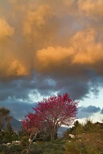 Redbud träd och solnedgång — Stockfoto