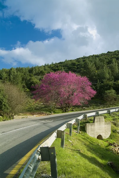 Cercis and Road — Stock Photo, Image
