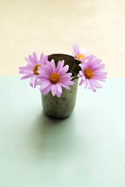 핑크 daisyes — 스톡 사진