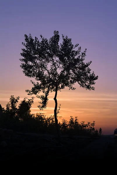 Silueta de olivo contra la puesta del sol — Foto de Stock