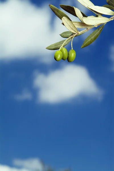 Drie olijven op tak — Stockfoto