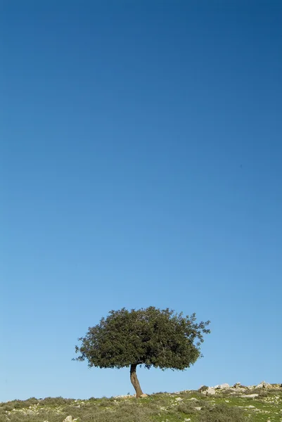 Oak tree and blue sky — Stock Photo, Image