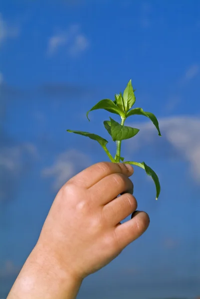 Детские руки держат растение — стоковое фото