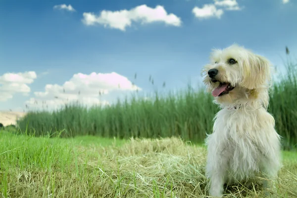 Stock image Lotto in the grass