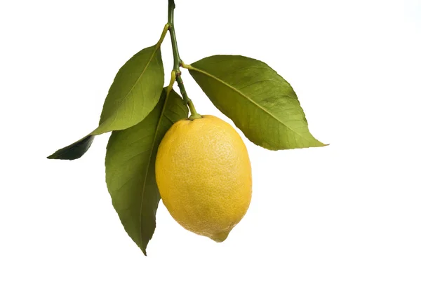 Лимон с изолированными листьями — стоковое фото
