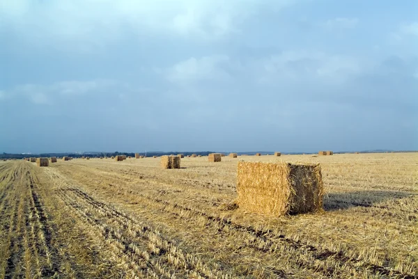 Hay bales field — Stock Photo, Image