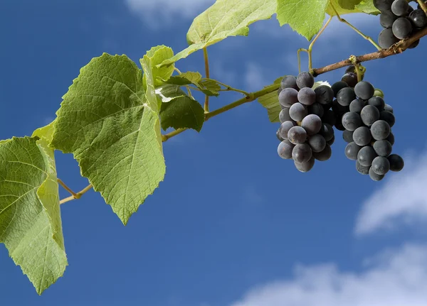 Czarny winogron na winorośli — Zdjęcie stockowe