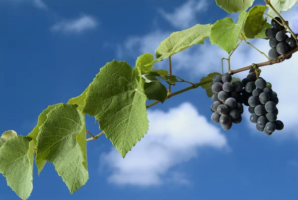 Czarny winogron na winorośli — Zdjęcie stockowe