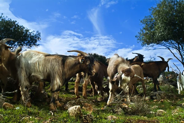 Ziegen auf der Weide — Stockfoto