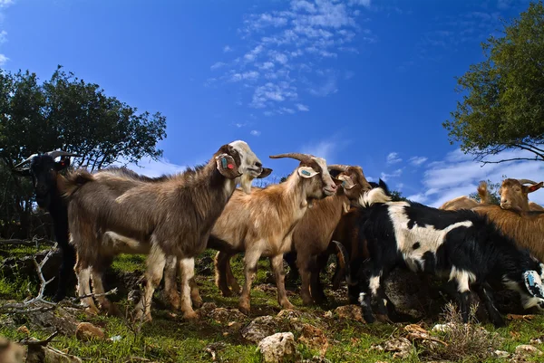 Otlaktaki keçiler — Stok fotoğraf