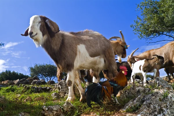 Goats and cock — Stock Photo, Image