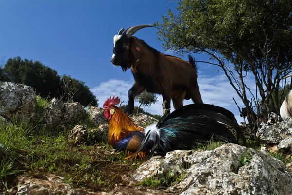 Keçi ve horoz — Stok fotoğraf